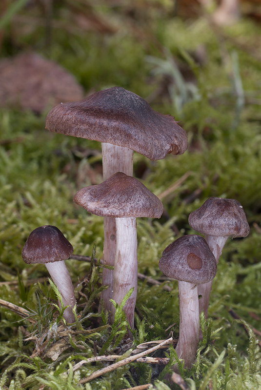 Cortinarius vernus